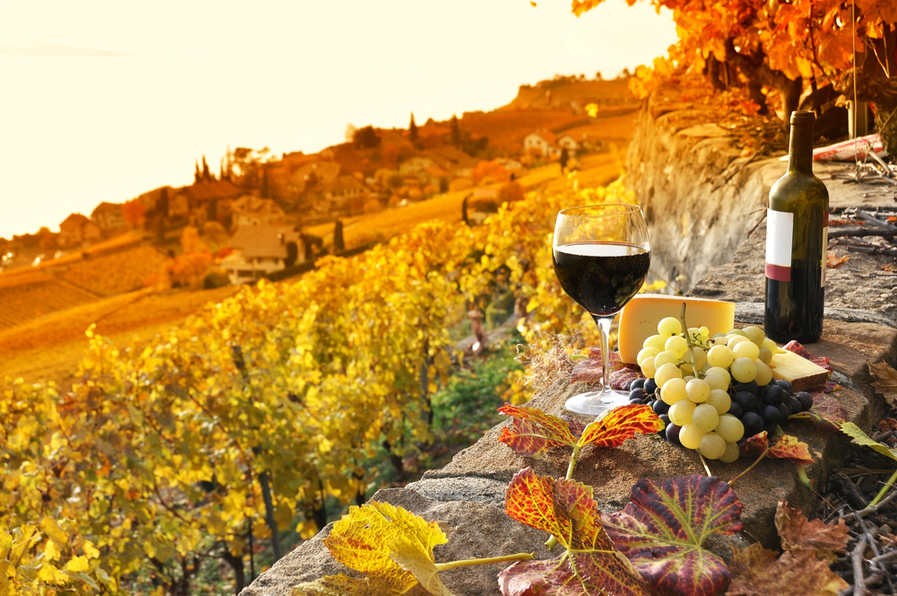 copa de vino en medio de paisaje de vinedo